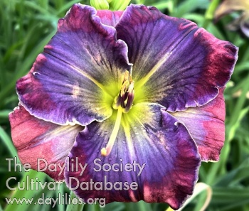 Blue Wonder AHS image