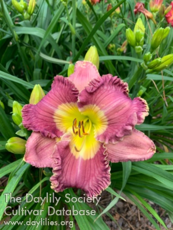 Southern Lavender Mist