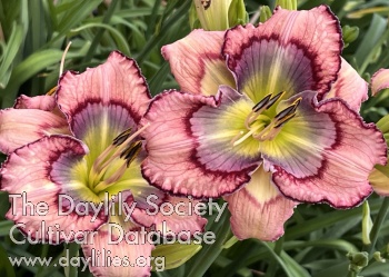 Sky Pink AHS image