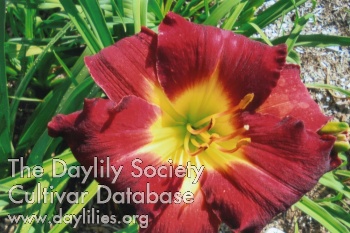 Red Corsage AHS image