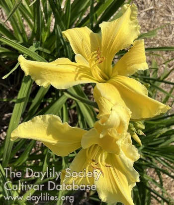 McKinley's Buttercup AHS image