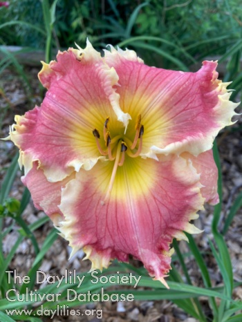 American Duchess AHS image