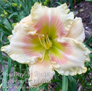 Homestead Sweetheart AHS image