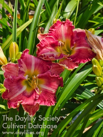 Bloom from Robert's Rainbow