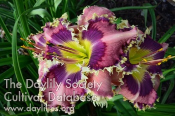 Prickly Peacock AHS image