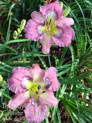 Small World Rebecca Michelle AHS image