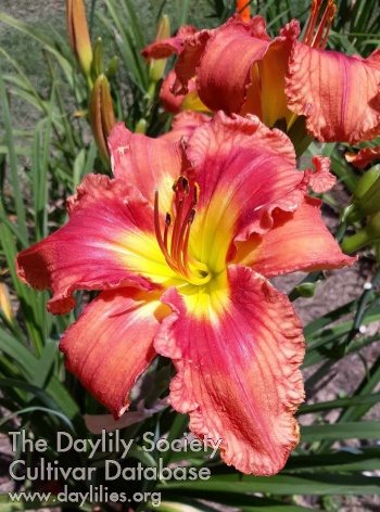 Pat Bevill's Choice AHS image