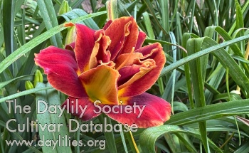 Fire in the Garden AHS image
