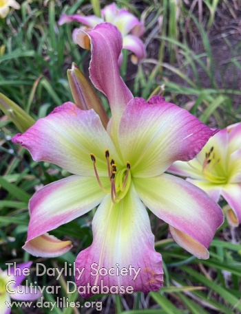 Ridgeville AHS image