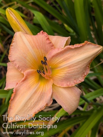 Poppy Peachy AHS image