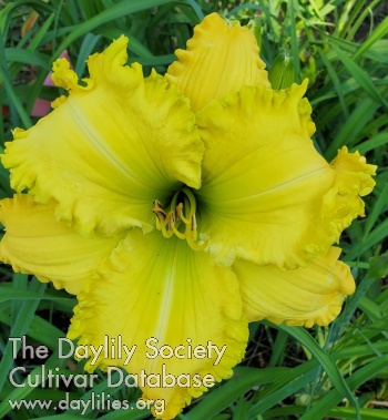 Sheri's Dancing Lily AHS image
