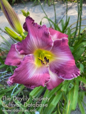 Nancy Lee Lilly AHS image