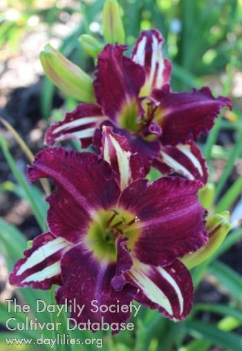 Laurelwood's Sister Sister AHS image