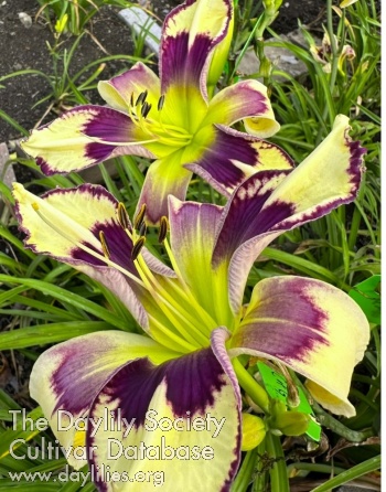 Bada Bloom AHS image