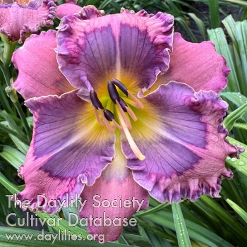 Regal Lavender Delight AHS image