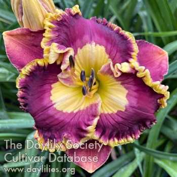 Plum Joy AHS image