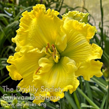Regal Lemon Lime AHS image