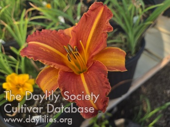 Denise Bourbeau AHS image