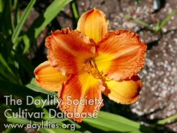Nobska Tangerine Dream AHS image