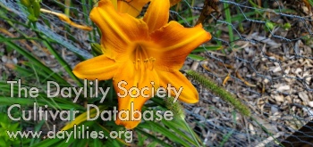 Charleston Harvest Citrus Blend AHS image