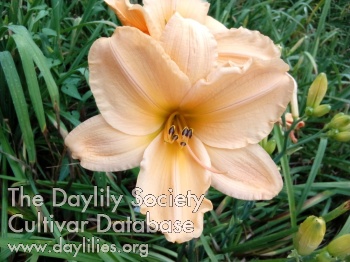 Charleston Harvest Peach Frill