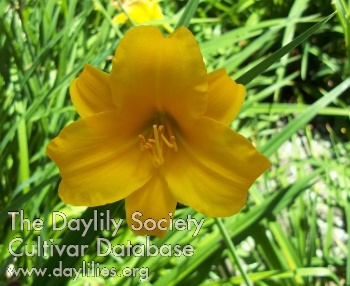 Little Orange Blossoms AHS image