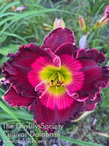Rose A. Lewis AHS image