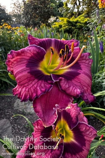 Garden Affair AHS image