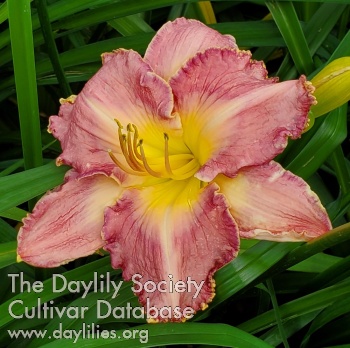 Mary Ann's Misty Morning AHS image