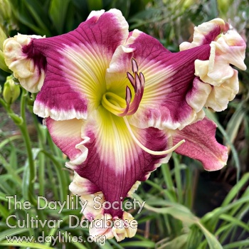 Regal Ruffled Up AHS image