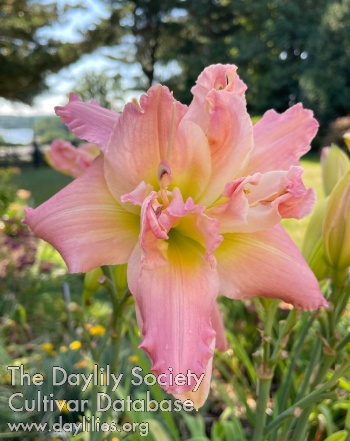 Lyndell's Perfectly Pink AHS image