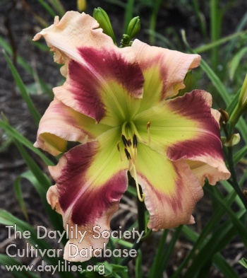 Windyhill's Take My Breath Away AHS image