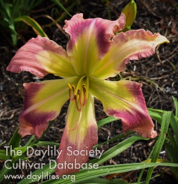 Windyhill's Rosy Pinwheel AHS image