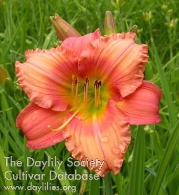 Samarian Sunset AHS image
