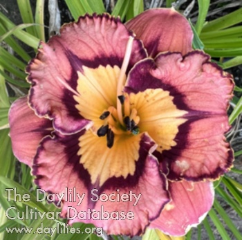 Clever Endeavor - American Daylily Society