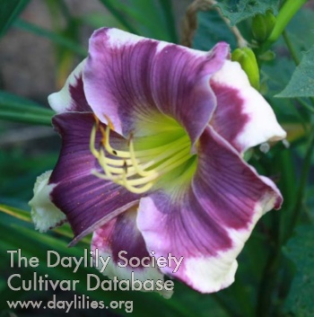 Nature's Blue Rhapsody - American Daylily Society