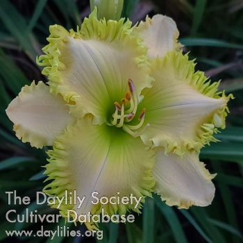 Spacecoast Green Goddess - American Daylily Society