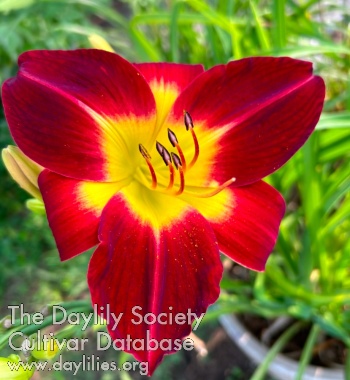 Redhead in the Garden - American Daylily Society