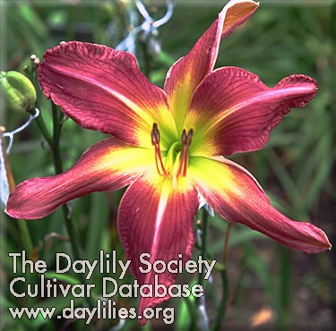 Alias Peter Parker image