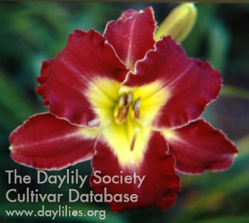 Alizarin Crimson AHS image