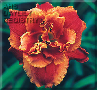 Amber Storm AHS image