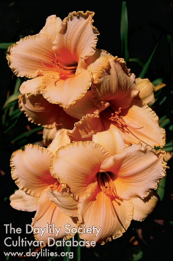 Apricot Custard AHS image