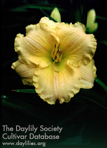 Apricot Design