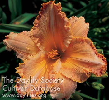 Apricot Slices AHS image