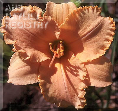 Apricot Supreme Ruffles AHS image