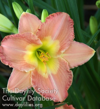 Atlanta Garden Jewel AHS image