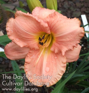 Atlanta Southern Beauty AHS image
