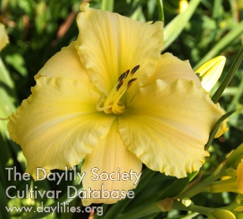 Banana Cream Beauty AHS image