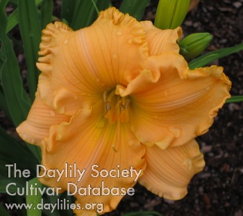 Betty Jo AHS image