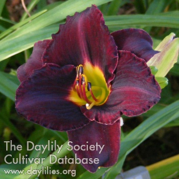 Black Briar Bay AHS image